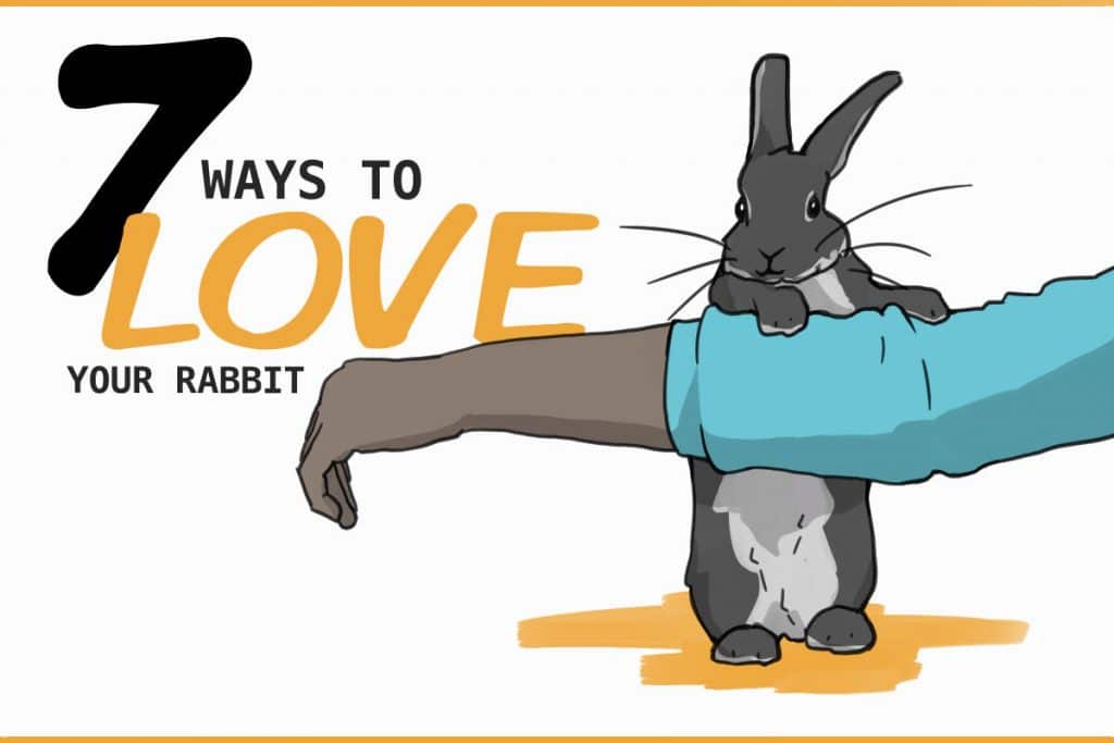 7 Ways To Show Your Rabbit You Love Them