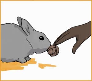 7 Ways to Show Your Rabbit You Love Them