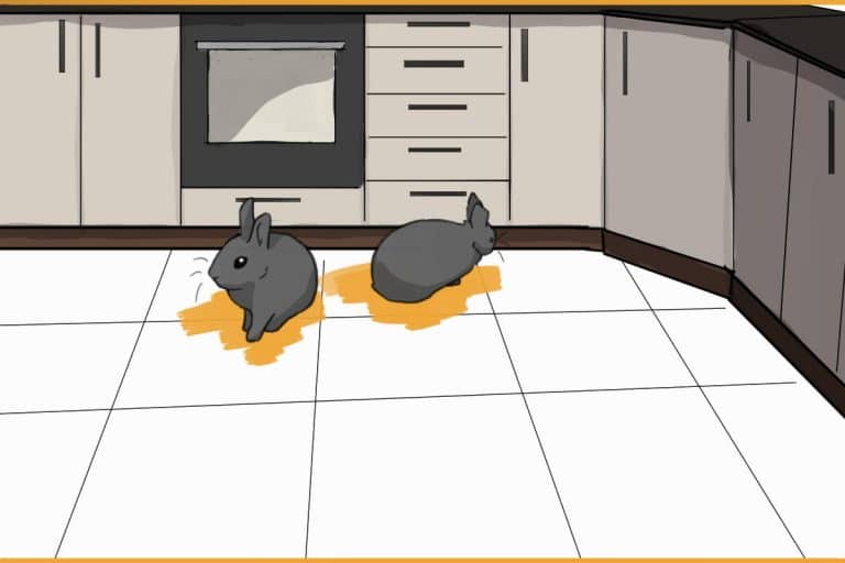 Bond The Rabbit A Beginners Guide to Bonding Rabbits From Start to Finish