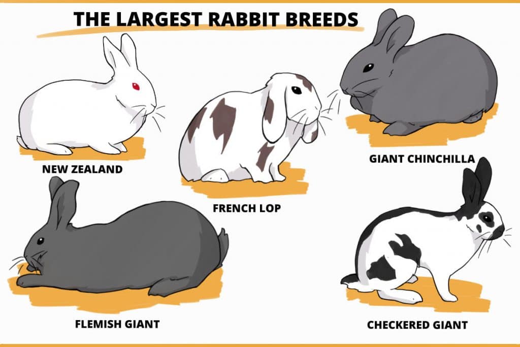 Holland Lop Size Comparison / How Big Do Dwarf Rabbits Get With Size