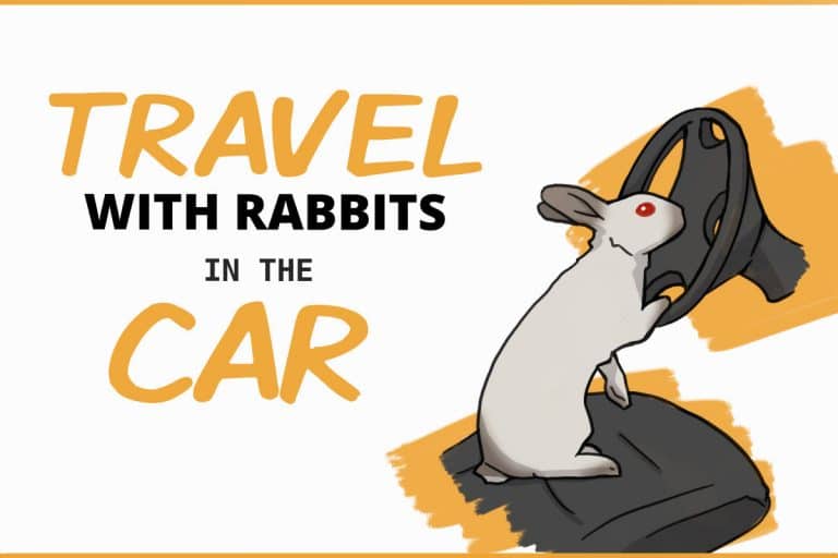 15 Tips for Safe Car Travel with a Rabbit