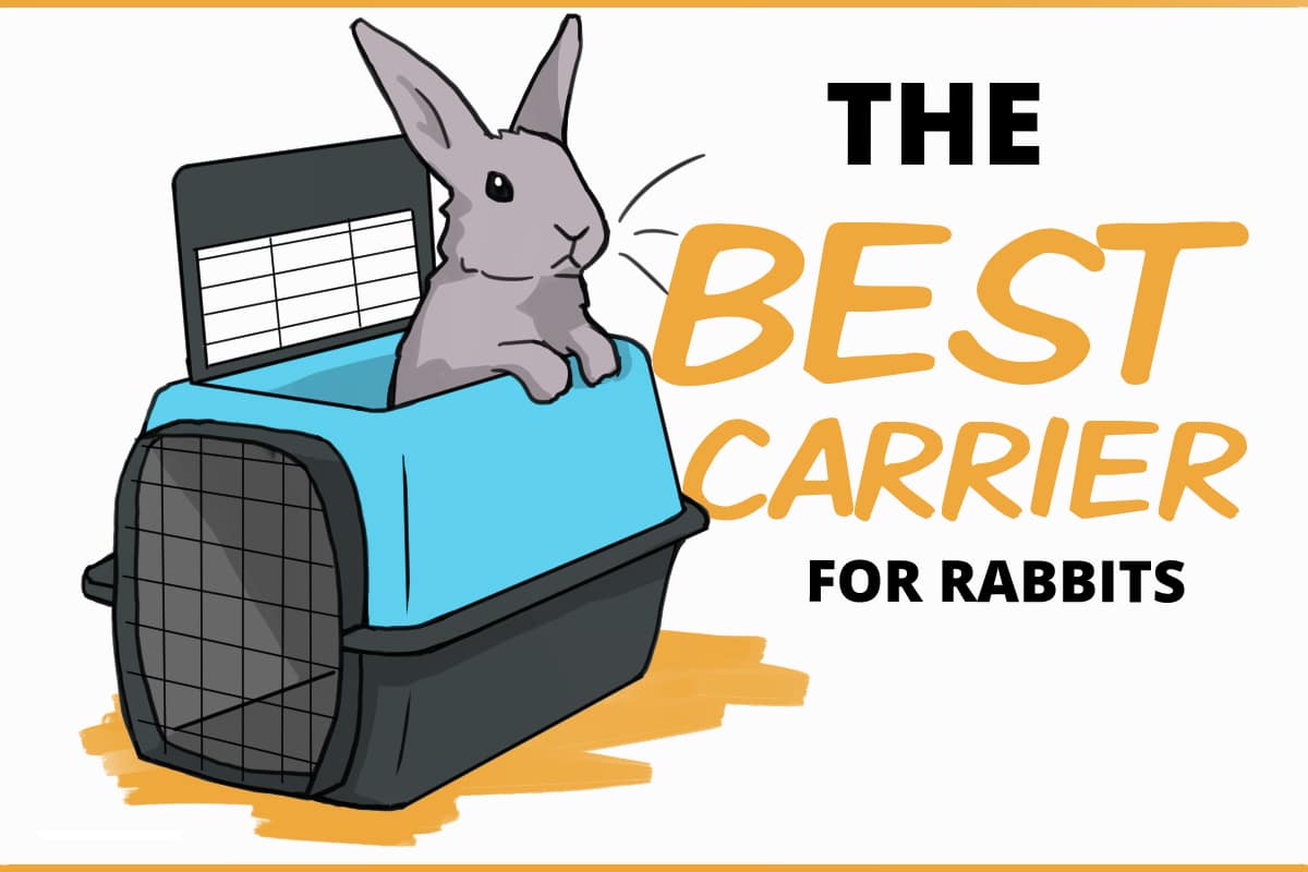 Cat Carrier For Bunnies At Christopher Bryant Blog Cat Carrier For Bunnies At Christopher Bryant Blog