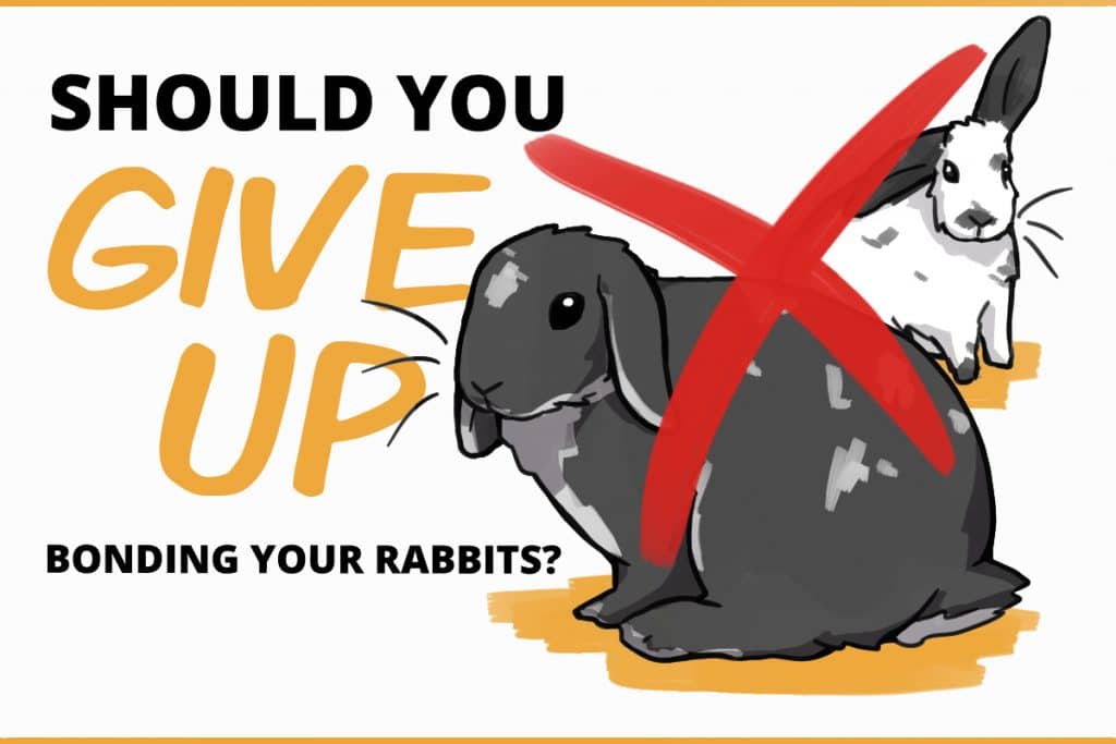 When to Give Up Bonding Rabbits