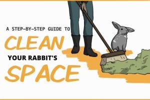 How to Clean a Rabbit Cage or Habitat