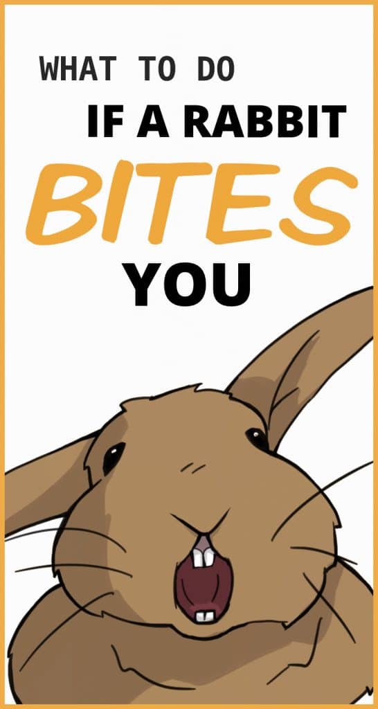 5 Steps to Take If You are Bitten By a Rabbit