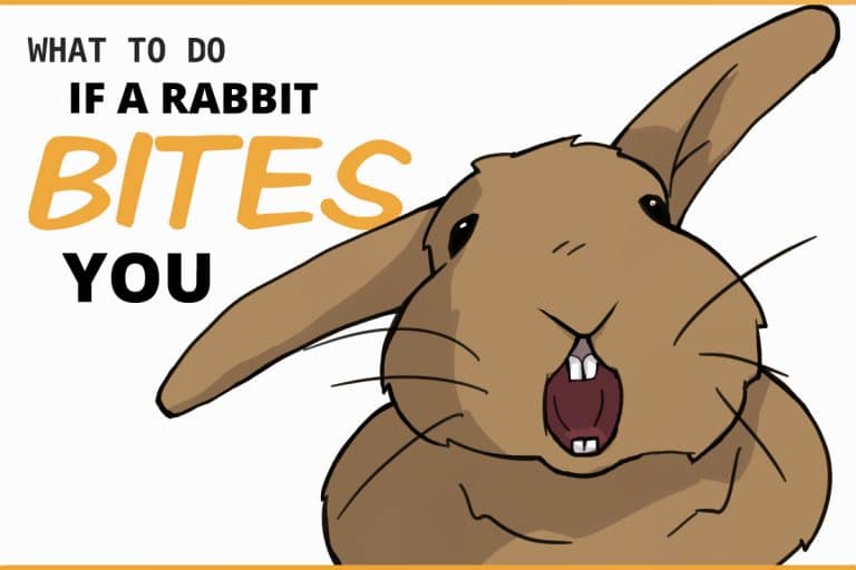 5 Steps to Take If You are Bitten By a Rabbit