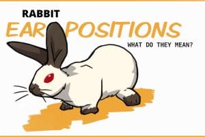 All About Rabbit Ear Positions and What They Mean