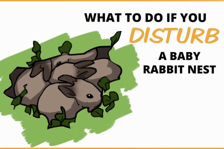 What To Do if You Disturb a Baby Rabbit Nest Outside