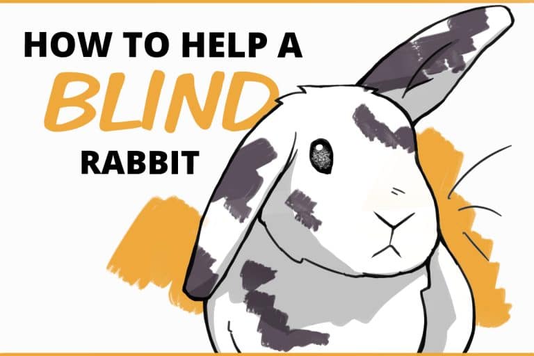 How to Care for a Blind Rabbit (and how signs they are losing their sight)