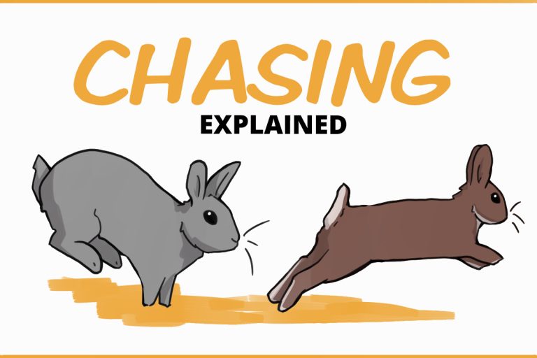 Is Chasing Normal When Bonding Rabbits?