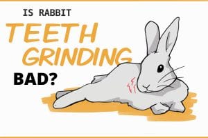 Griddying Rabbit Rabbit Teeth Grinding: What It Means For Your Bunny