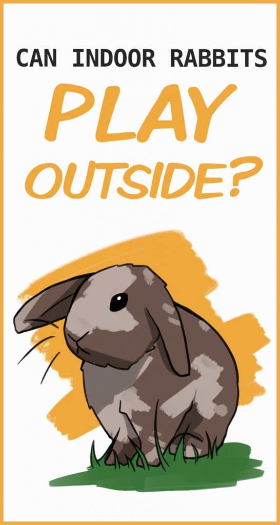 Www Rabbits Out How to Safely Take a House Rabbit Outside for Playtime