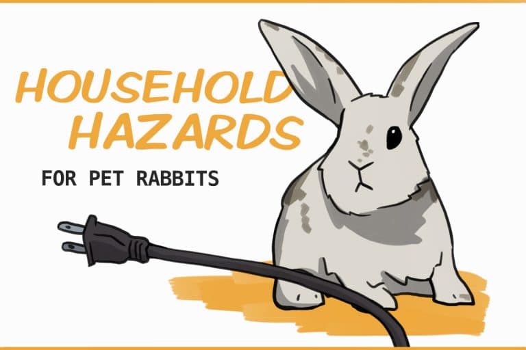 9 Household Hazards and Dangers to Pet Rabbits