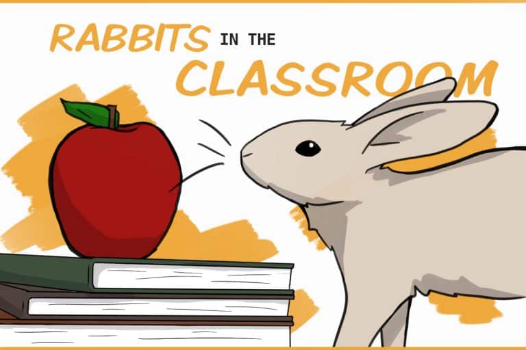Why Rabbits Are (usually) Not Good Classroom Pets