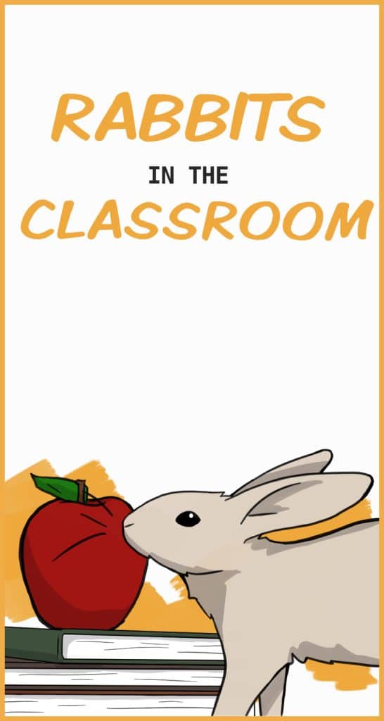 Why Rabbits Are (usually) Not Good Classroom Pets