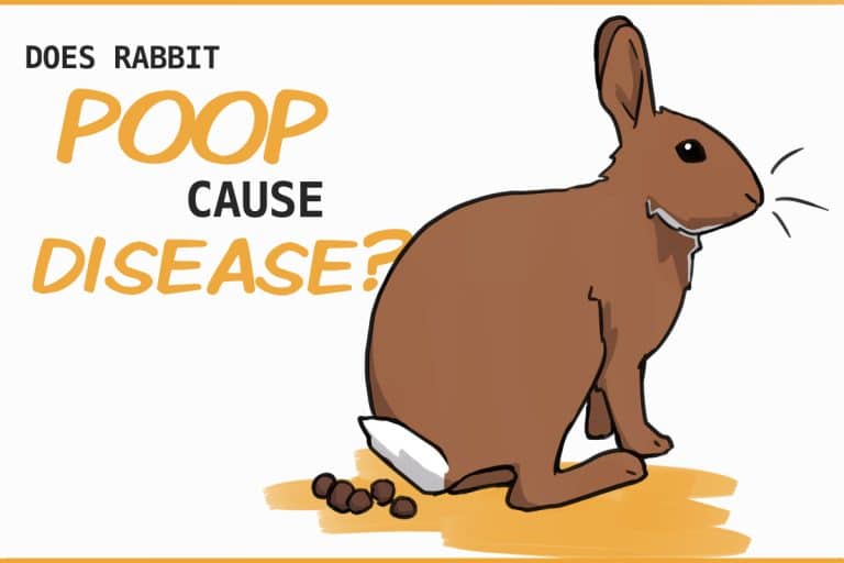 Is Rabbit Poop Harmful to People? Dogs? Cats?