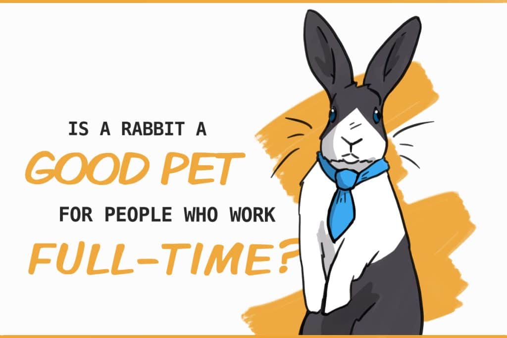 Are Rabbits Good Pets for People Who Work FullTime?