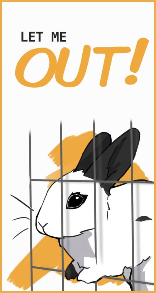 How Often Should You Let Your Rabbit Out For Exercise?