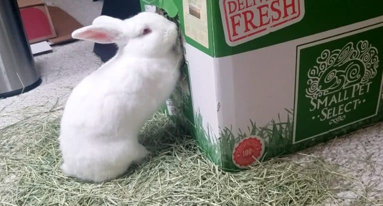 Timothy Hay For Rabbits: Giving Your Pet The Best - Best Timothy Hay For Lactating Rabbits Breed