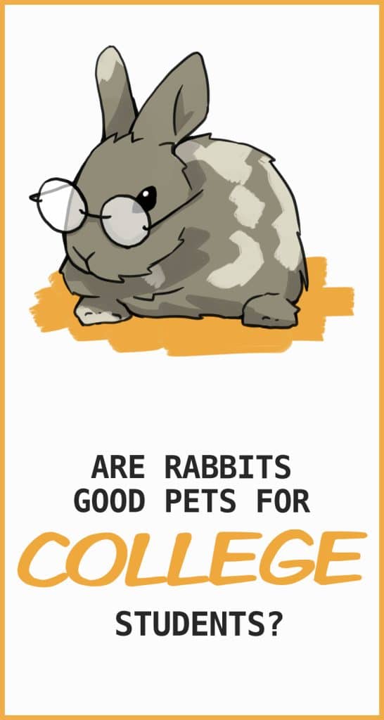 Are Rabbits Good Pets for College Students?