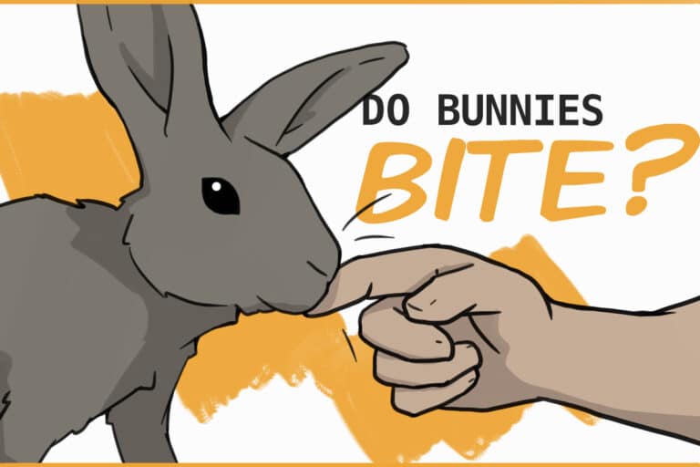 Do Bunnies Bite?