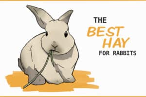 Image showcasing Which Type of Hay is Best for Rabbits?