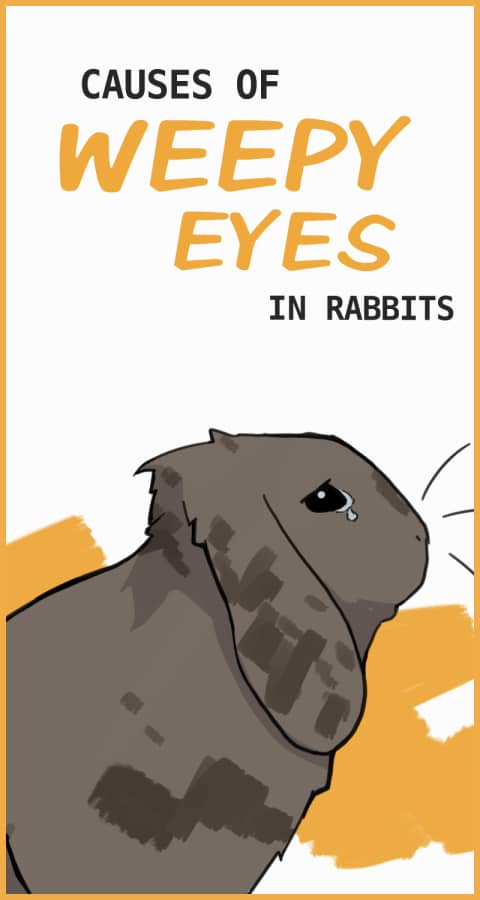 10 Potential Causes of Weepy Eyes in Rabbits
