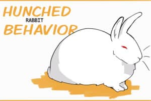 What is a Rabbit Hunched Position? (and why it's important to learn how ...