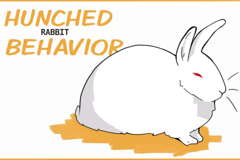Hanging Position Rabbit What is a Rabbit Hunched Position? (and why it's important to learn how ...