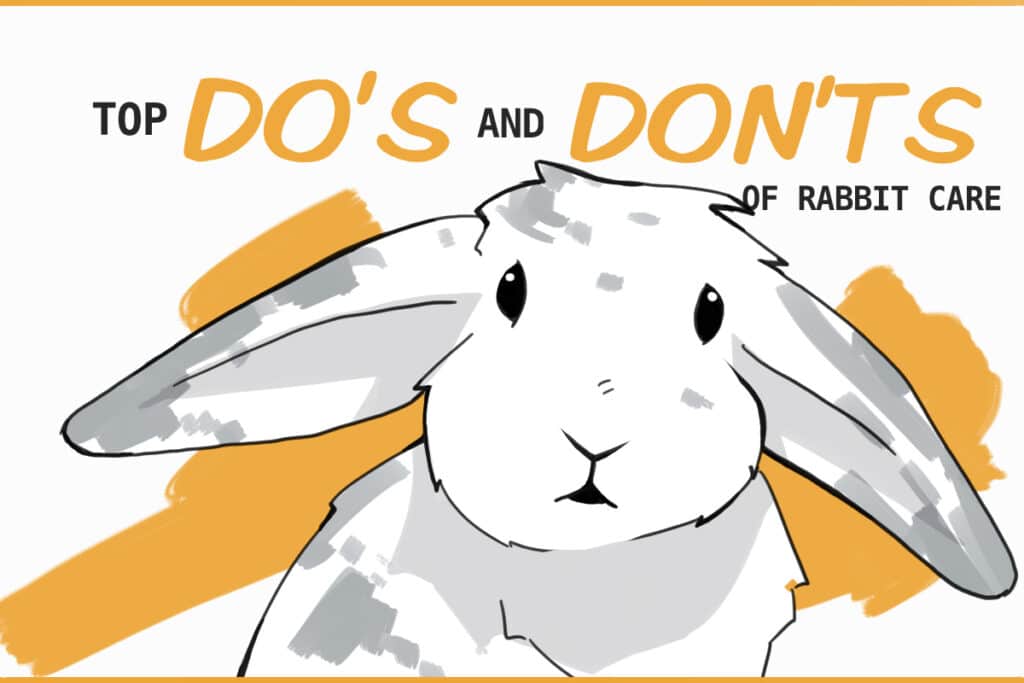 Top Do's and Don'ts for Pet Rabbits