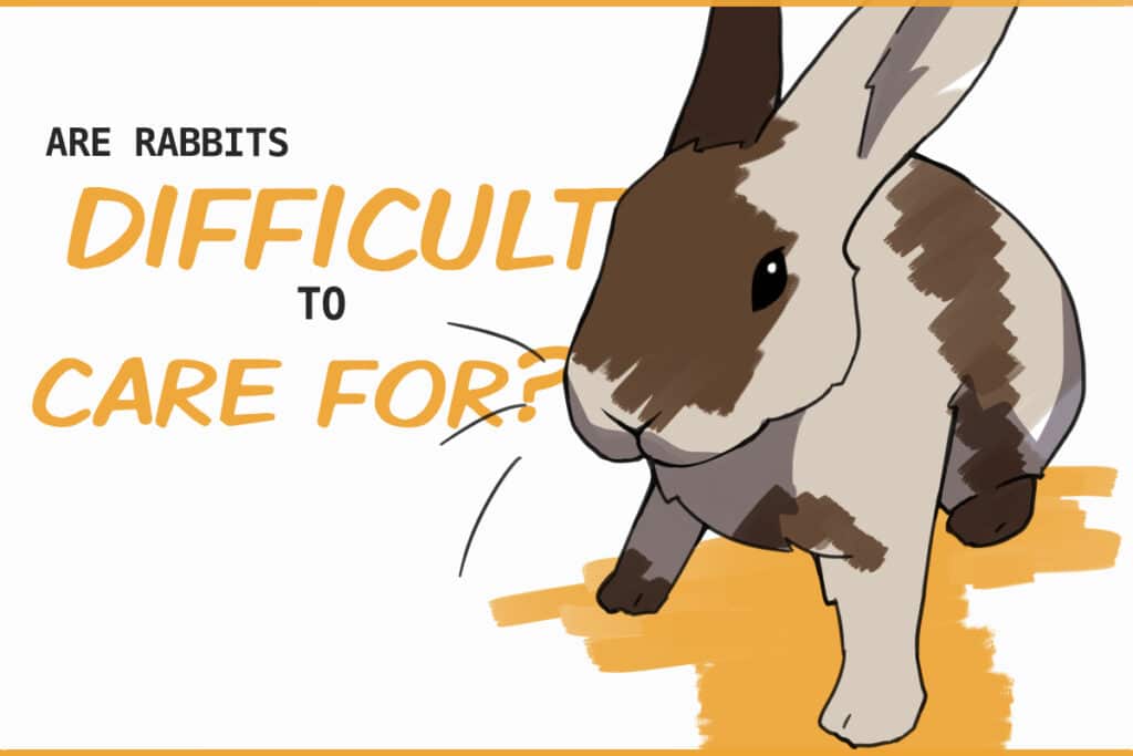 Are Rabbits Difficult to Take Care of?