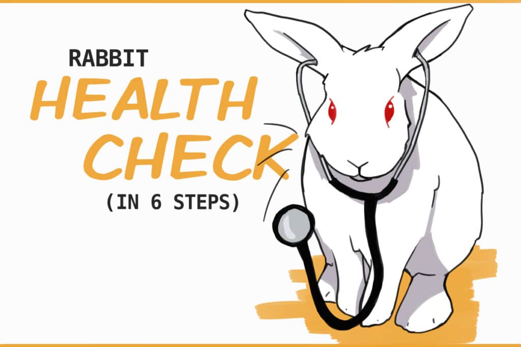 How to Do a Rabbit Health Check At Home (in 6 steps)