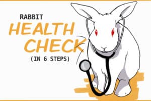How to Do a Rabbit Health Check At Home (in 6 steps)