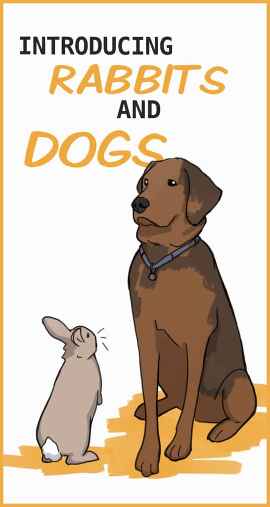 Bunnies and Other Pets Part 2: Can Rabbits and Dogs Live Together?