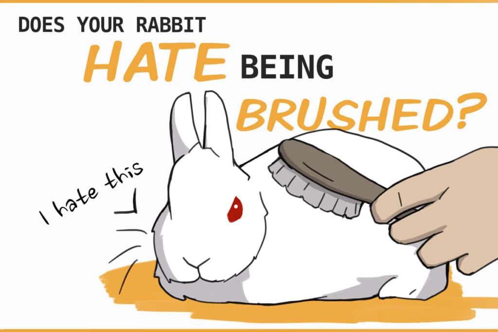 What to Do If Your Rabbit Hates Being Brushed