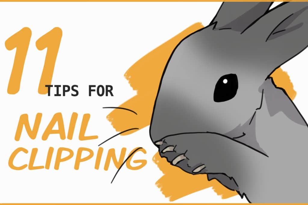 11 Tips for Trimming Rabbit Nails By Yourself