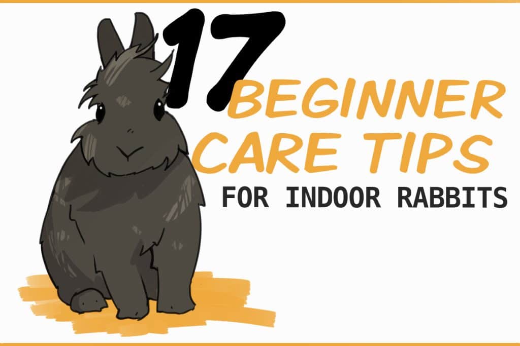 Rabbit Tips 17 Basic Care Tips for Indoor Rabbits