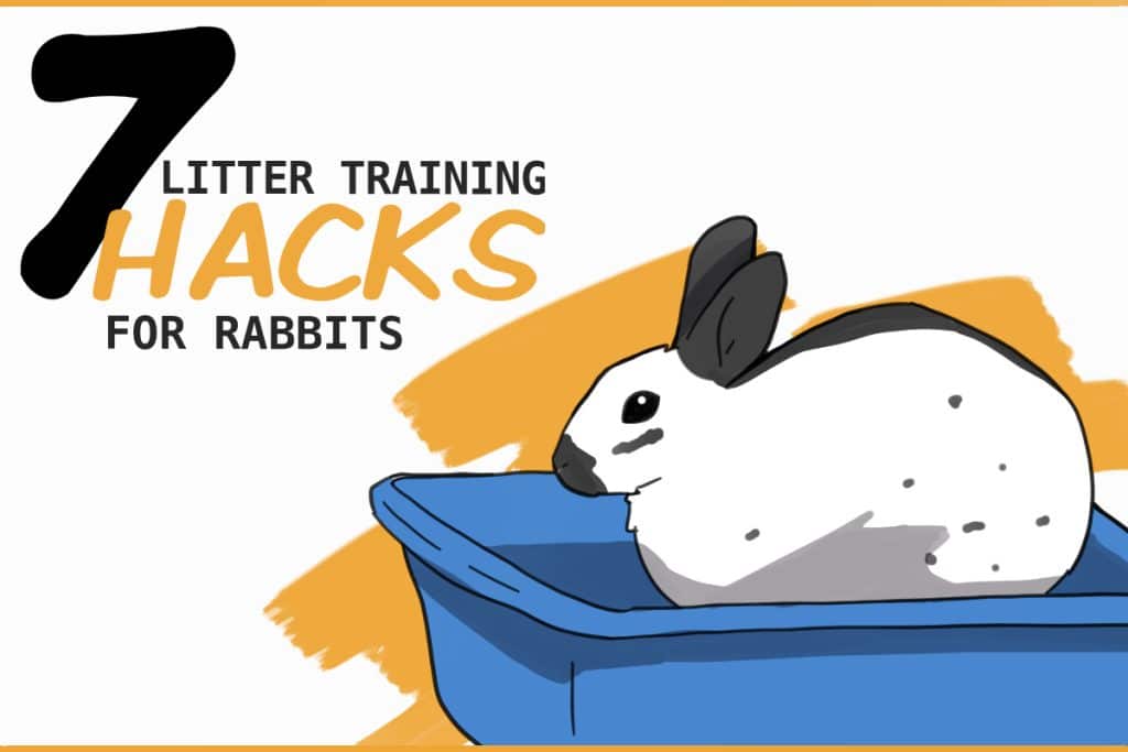 7 Litter Box Hacks for Rabbits