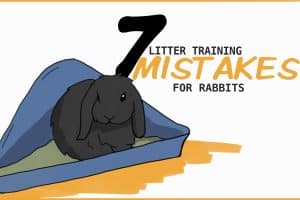 Stunning Rabbit Litter Training Problems With Lack Of Supervision image