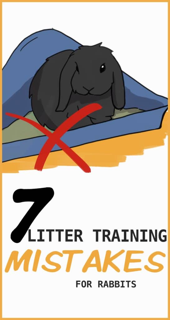 View of 7 Rabbit Litter Training Mistakes to Avoid