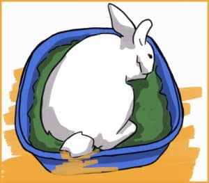 Image showcasing 7 Rabbit Litter Training Mistakes to Avoid