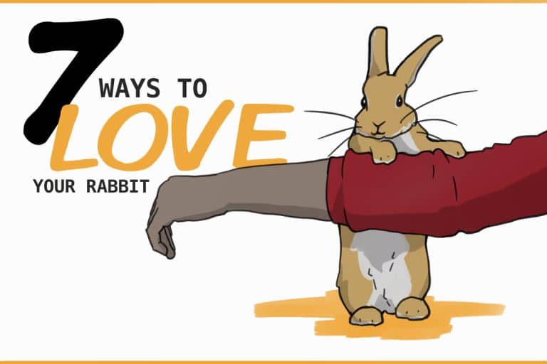 We Love You Rabbit 7 Easy Ways to Show Your Rabbit You Love Them This Valentines Day