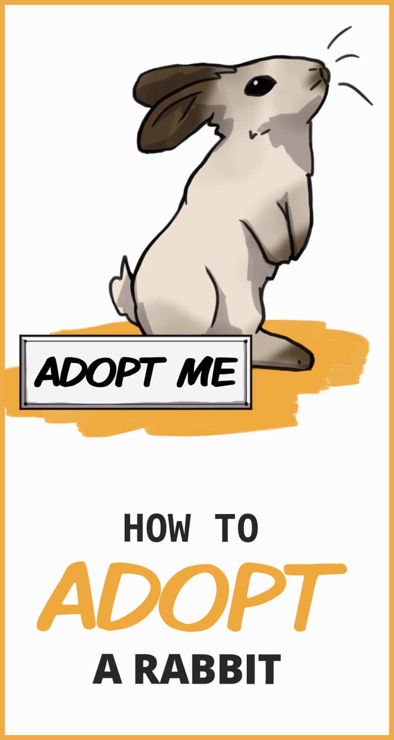 What to Expect When Adopting a Rabbit