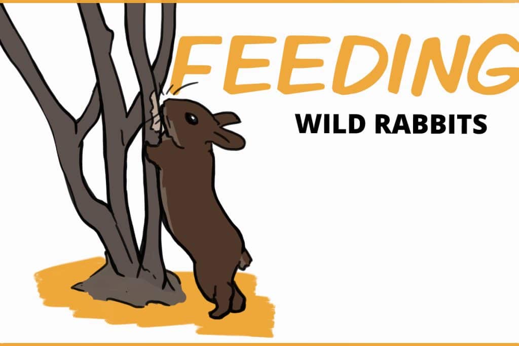 Wild Rabbit Short 7 Tips for Feeding Wild Rabbits Safely