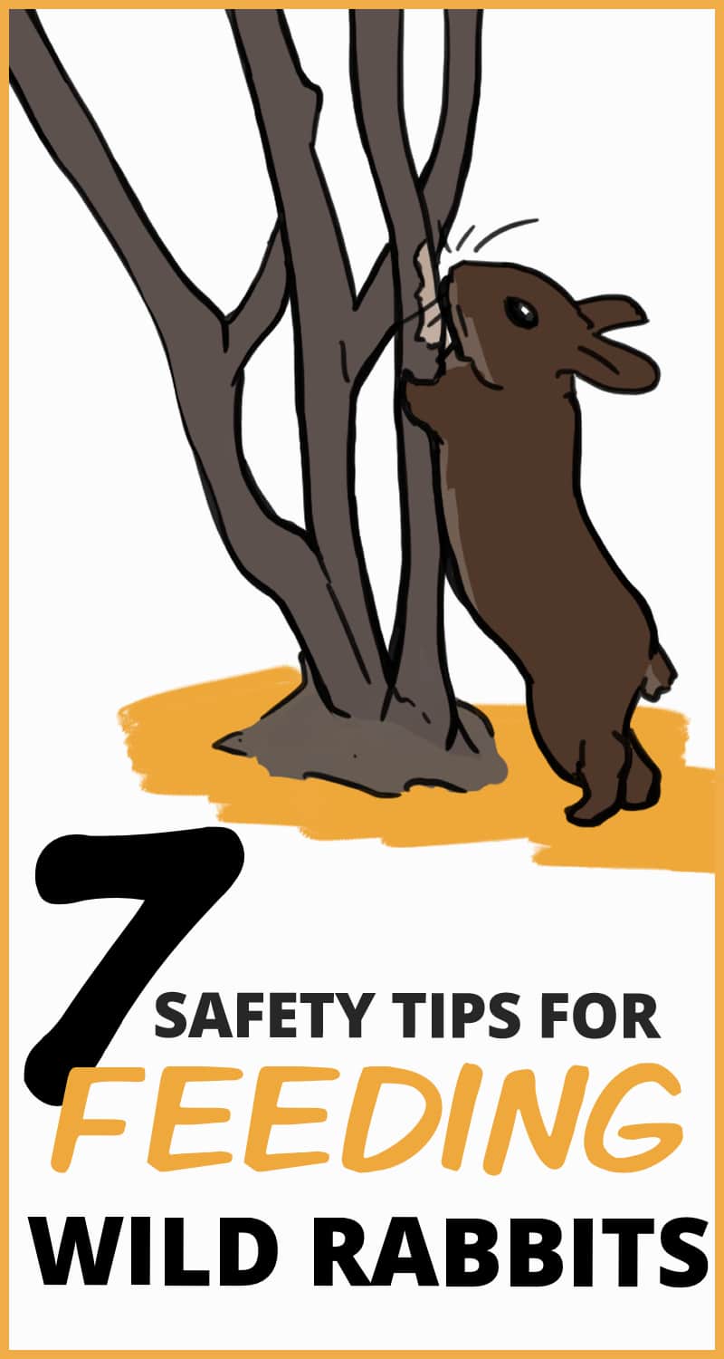 Wild Rabbit Short 7 Tips for Feeding Wild Rabbits Safely