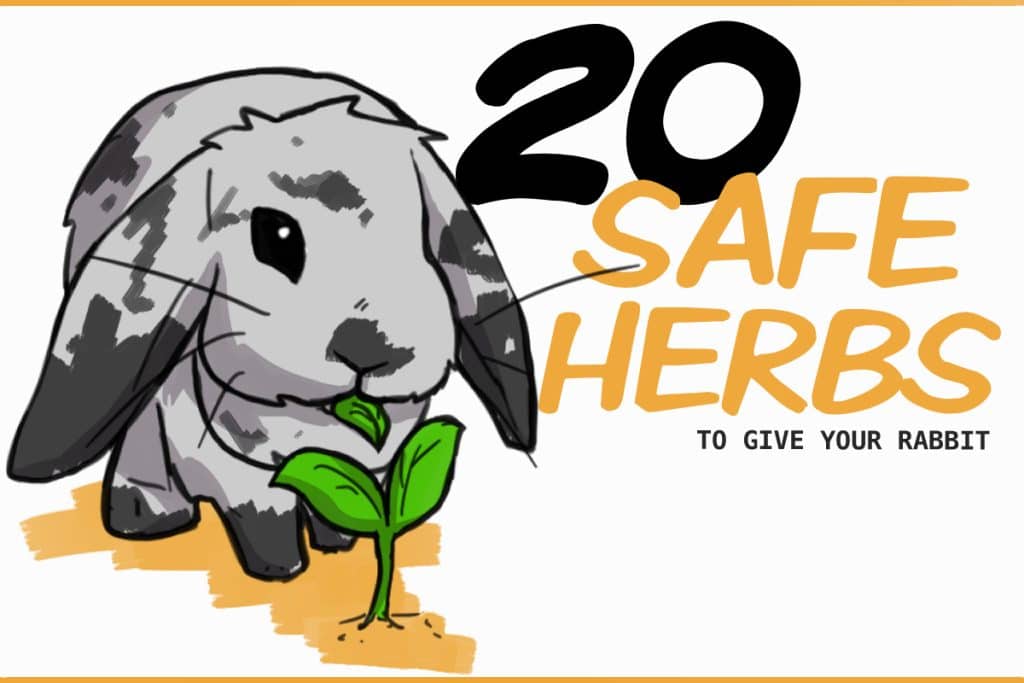 20 Healthy Herbs For Rabbits