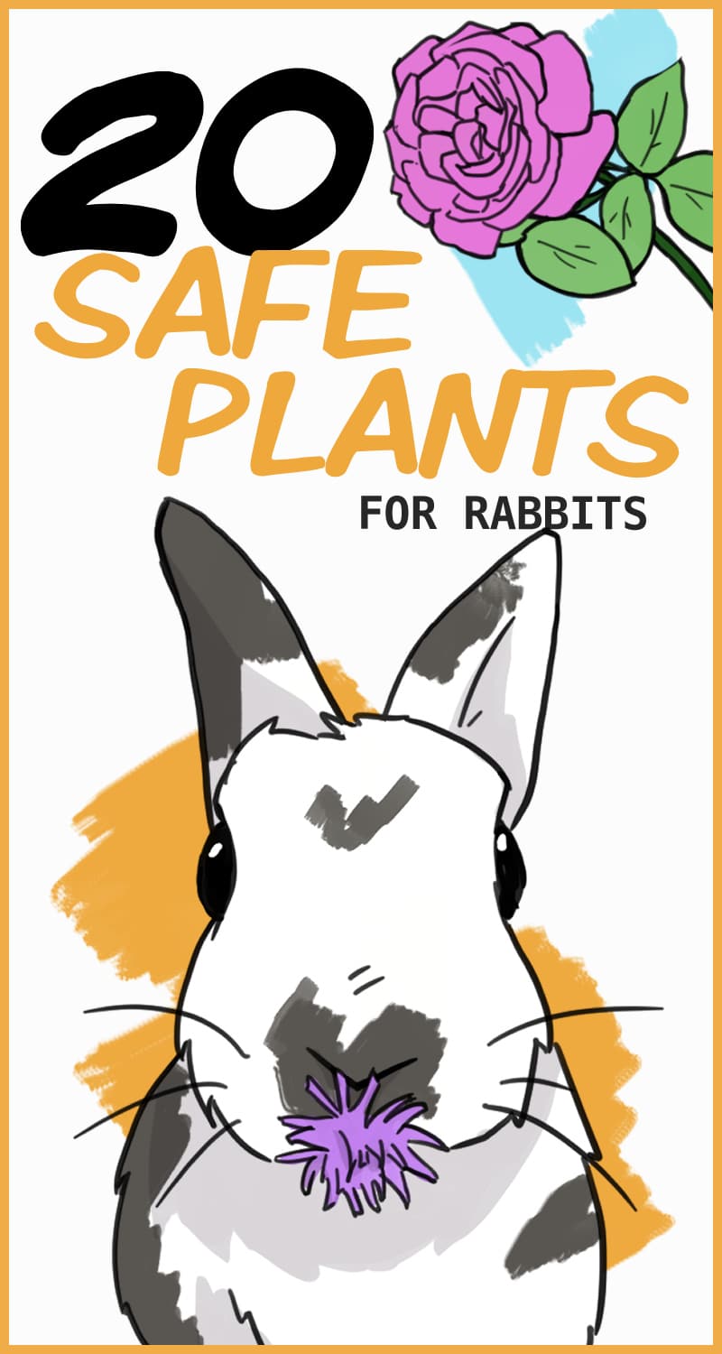 Picture of Plants That Are Safe For Rabbits to Eat